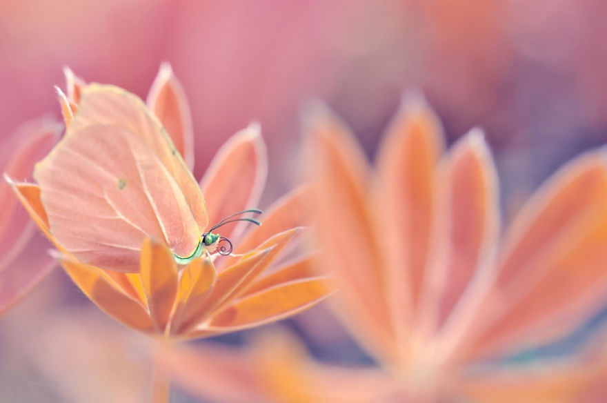 Fairytale Macro World by Polish Photographer Magda Wasiczek Fairytale Macro World by Polish Photographer Magda Wasiczek