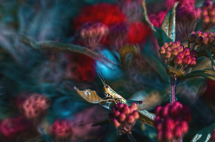 Fairytale Macro World by Polish Photographer Magda Wasiczek Fairytale Macro World by Polish Photographer Magda Wasiczek