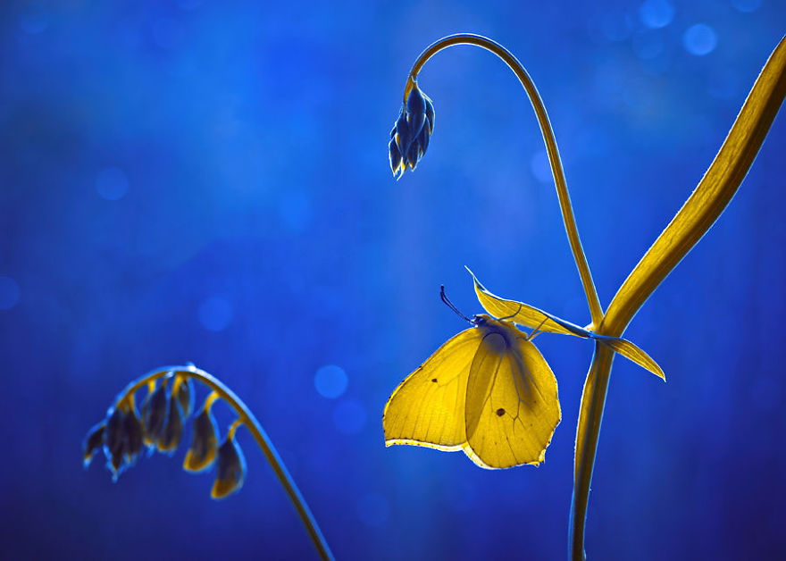 Fairytale Macro World by Polish Photographer Magda Wasiczek Fairytale Macro World by Polish Photographer Magda Wasiczek