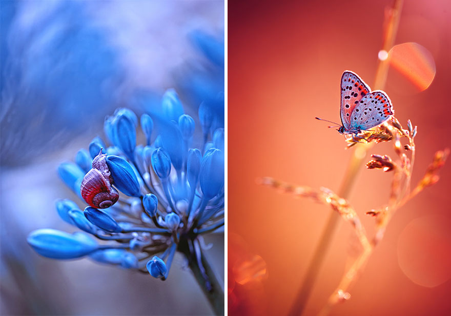 Fairytale Macro World by Polish Photographer Magda Wasiczek Fairytale Macro World by Polish Photographer Magda Wasiczek