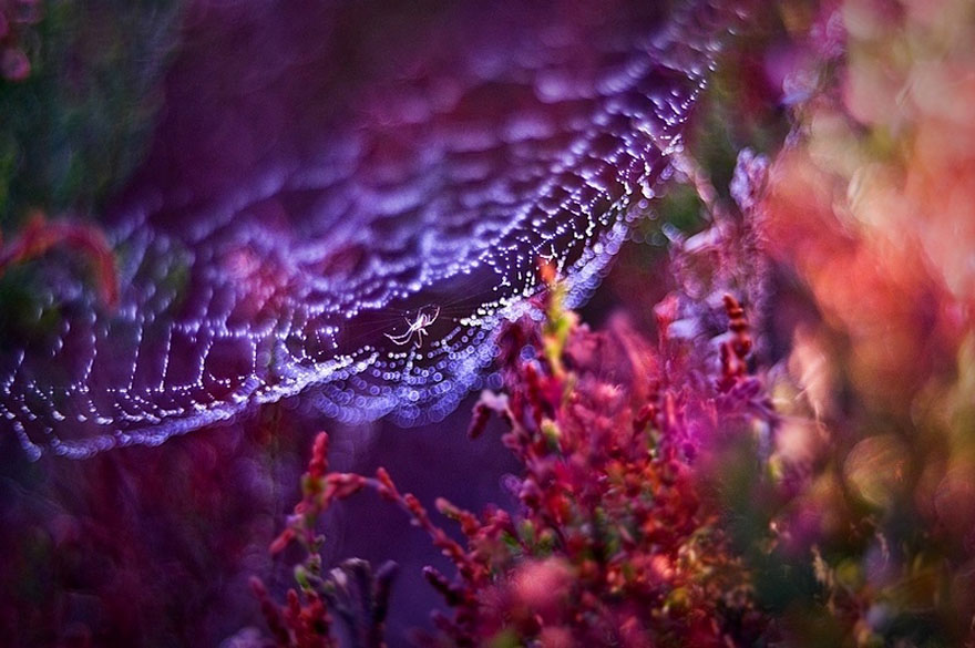 Fairytale Macro World by Polish Photographer Magda Wasiczek Fairytale Macro World by Polish Photographer Magda Wasiczek