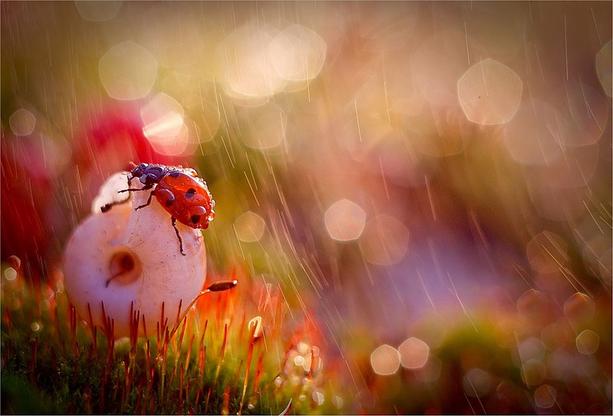 Fairytale Macro World by Polish Photographer Magda Wasiczek Fairytale Macro World by Polish Photographer Magda Wasiczek