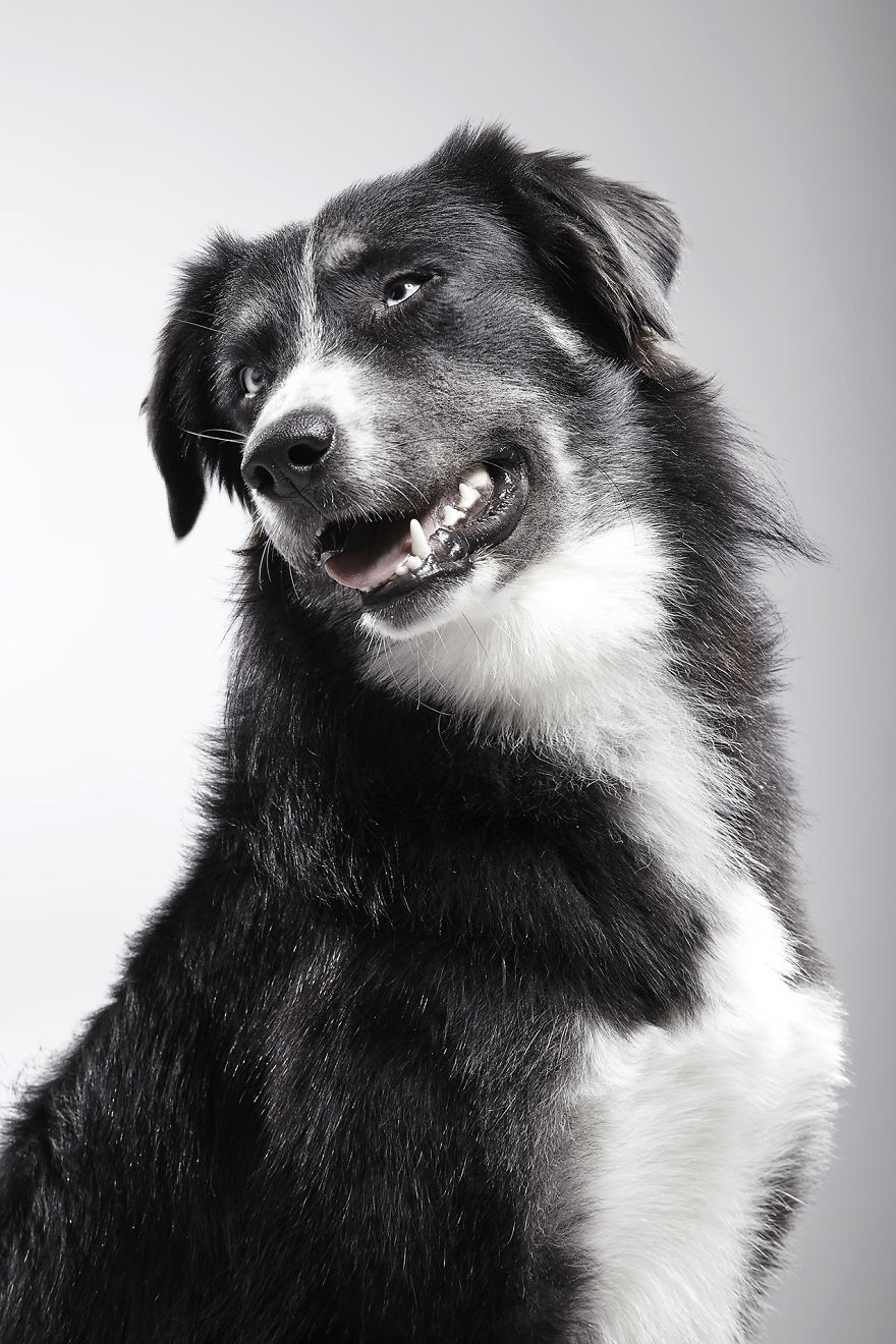 How A Dog Shelter Became A Talent Agency How A Dog Shelter Became A Talent Agency