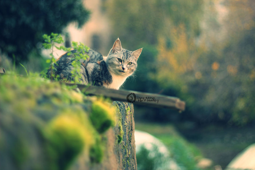 Lebanon, The East Part Of Me. Lebanon, The East Part Of Me.