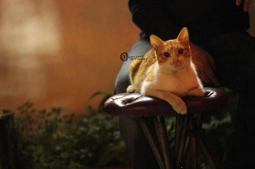 Lebanon, The East Part Of Me.