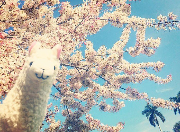 Did I Tell You That Spring Is My Second Favorite Season After Fall?