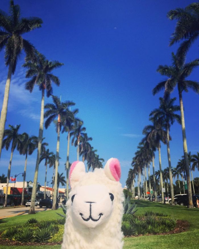 Llama In Palm Beach Island