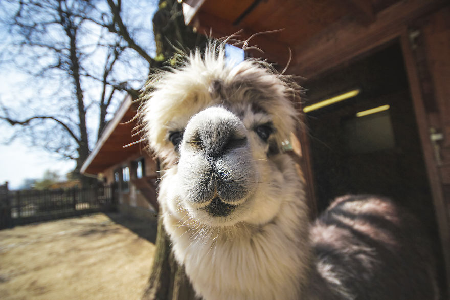 We Took Funny Animal Mugshots, Whilst Traveling Around The World We Took Funny Animal Mugshots, Whilst Traveling Around The World