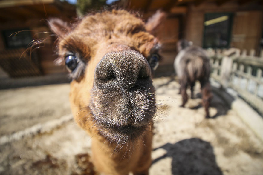 We Took Funny Animal Mugshots, Whilst Traveling Around The World We Took Funny Animal Mugshots, Whilst Traveling Around The World