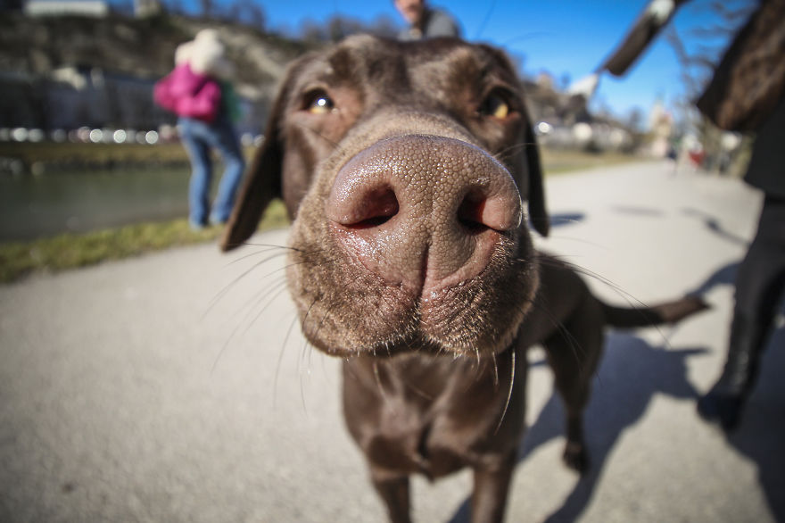 We Took Funny Animal Mugshots, Whilst Traveling Around The World We Took Funny Animal Mugshots, Whilst Traveling Around The World