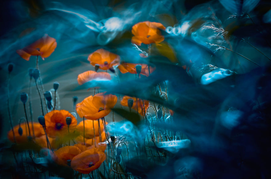 Fairytale Macro World by Polish Photographer Magda Wasiczek Fairytale Macro World by Polish Photographer Magda Wasiczek