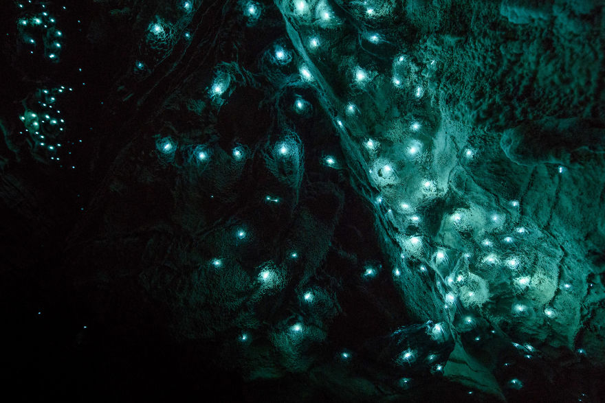 Glow Worms Turn New Zealand Cave Into Starry Night And I Spent Past Year Photographing It Glow Worms Turn New Zealand Cave Into Starry Night And I Spent Past Year Photographing It