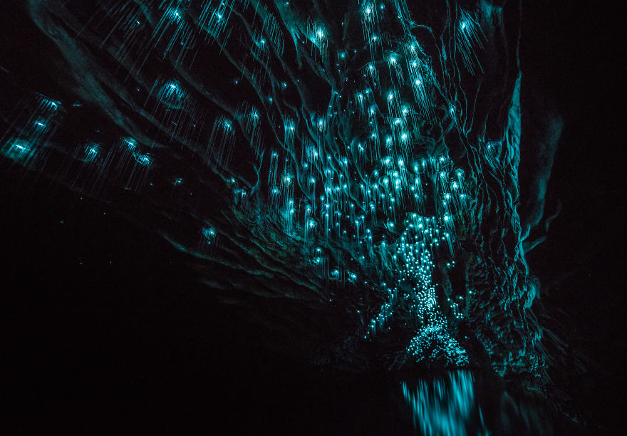 Glow Worms Turn New Zealand Cave Into Starry Night And I Spent Past Year Photographing It Glow Worms Turn New Zealand Cave Into Starry Night And I Spent Past Year Photographing It