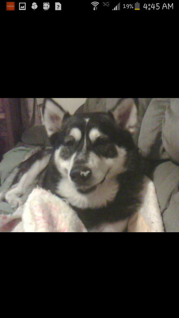 T.p. Weiner Dog On My Dogs Nose