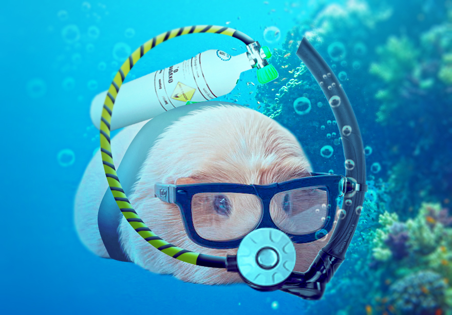 Scuba Guinea