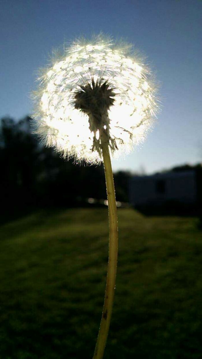 Dandelion