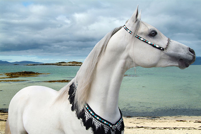 I Create Photo-Montages With Horses To Create Unique Yet Natural Scenes