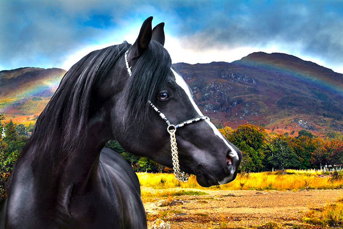 I Create Photo-Montages With Horses To Create Unique Yet Natural Scenes