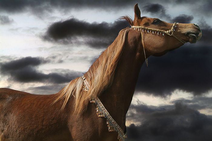 I Create Photo-Montages With Horses To Create Unique Yet Natural Scenes