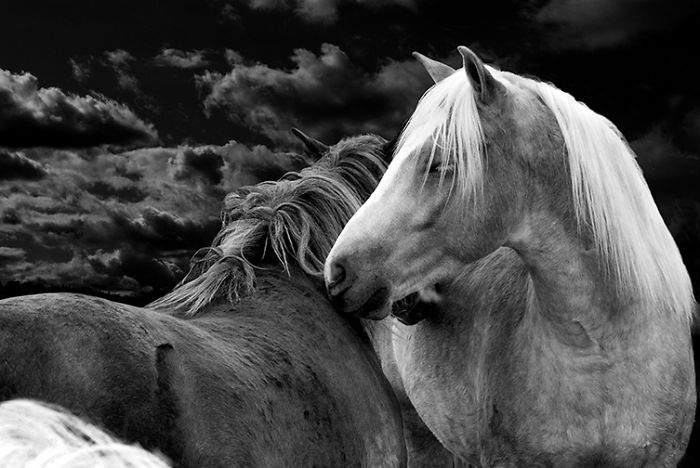 I Create Photo-Montages With Horses To Create Unique Yet Natural Scenes