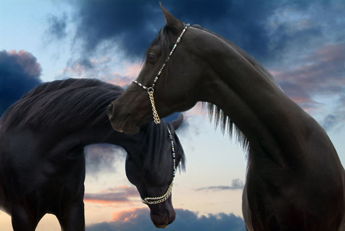 I Create Photo-Montages With Horses To Create Unique Yet Natural Scenes