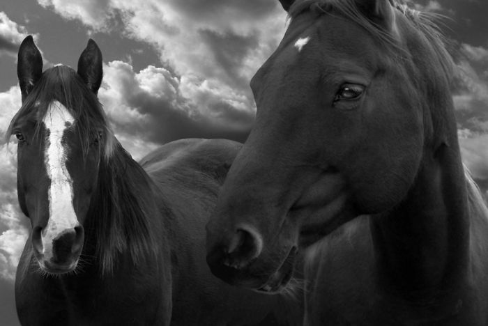 I Create Photo-Montages With Horses To Create Unique Yet Natural Scenes