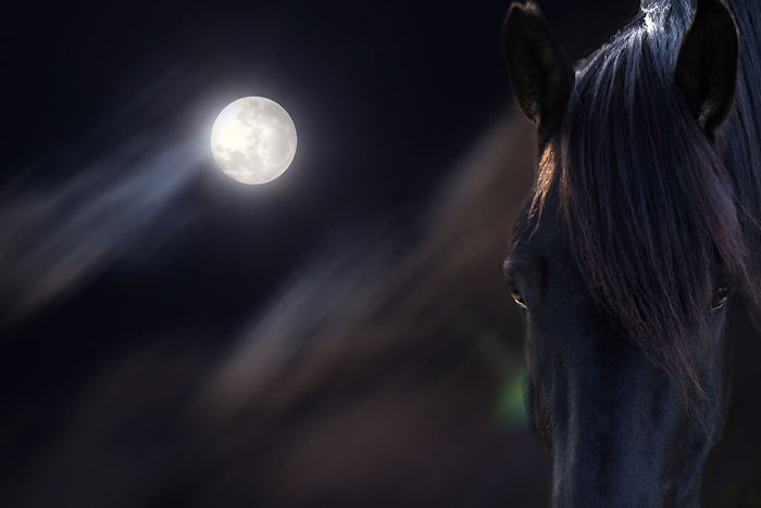 I Create Photo-Montages With Horses To Create Unique Yet Natural Scenes