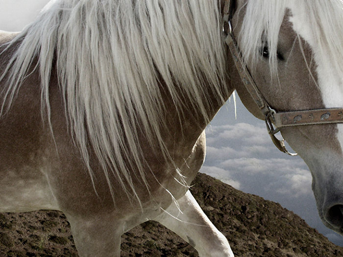 I Create Photo-Montages With Horses To Create Unique Yet Natural Scenes