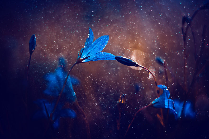 Fairytale Macro World by Polish Photographer Magda Wasiczek Fairytale Macro World by Polish Photographer Magda Wasiczek