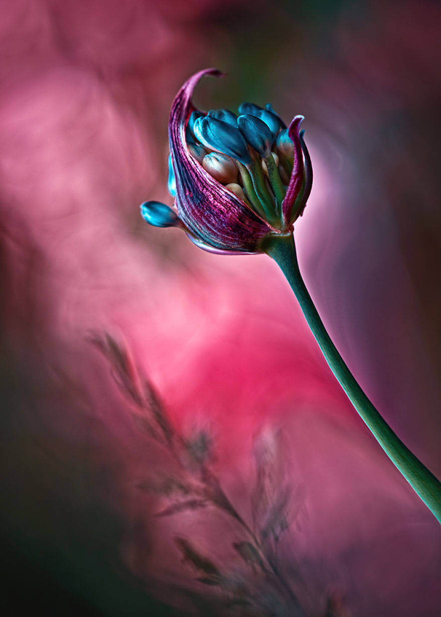 Fairytale Macro World by Polish Photographer Magda Wasiczek Fairytale Macro World by Polish Photographer Magda Wasiczek