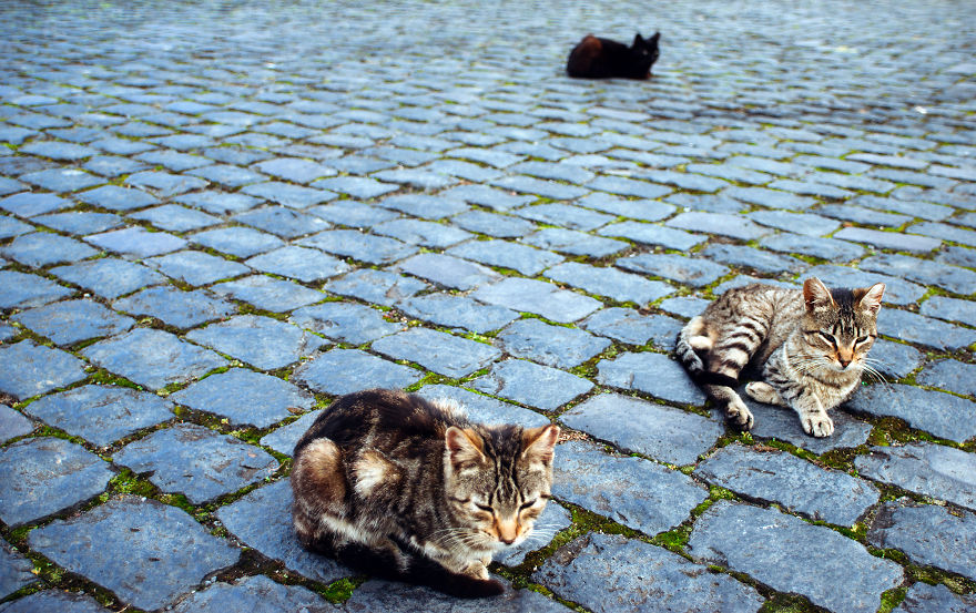 Cats Of Azores: I Found 20 Happy Cats Living In The Island