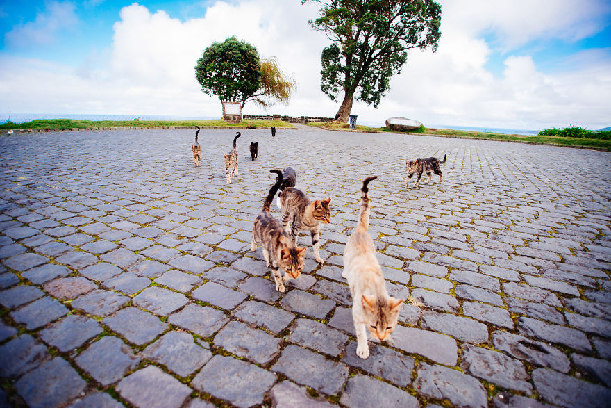 Cats Of Azores: I Found 20 Happy Cats Living In The Island