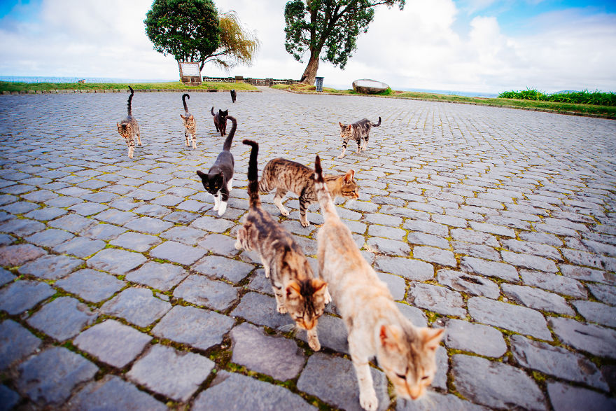 Cats Of Azores: I Found 20 Happy Cats Living In The Island