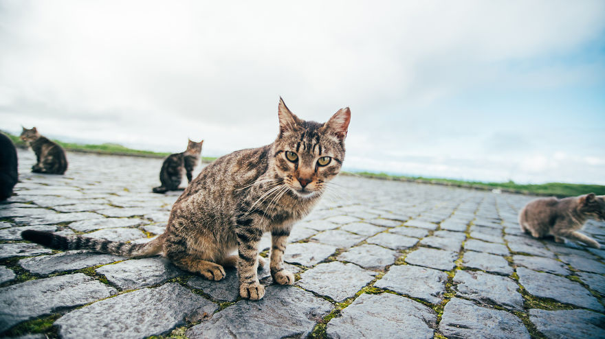 Cats Of Azores: I Found 20 Happy Cats Living In The Island