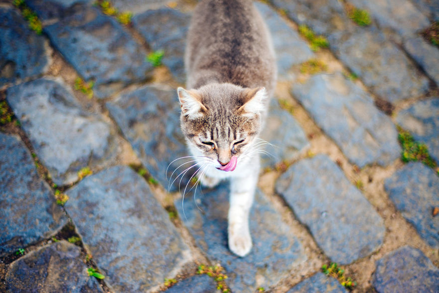 Cats Of Azores: I Found 20 Happy Cats Living In The Island