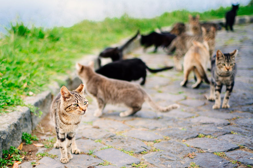 Cats Of Azores: I Found 20 Happy Cats Living In The Island