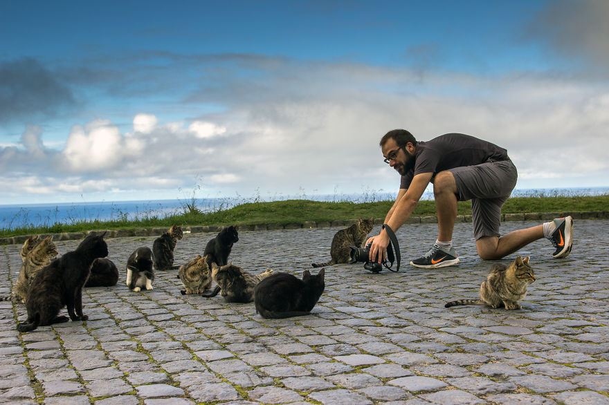 Cats Of Azores: I Found 20 Happy Cats Living In The Island