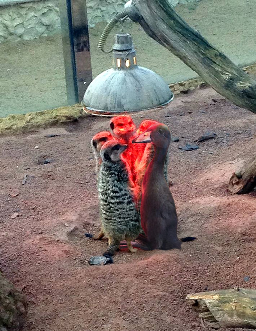 Day 1: They Suspect Something.