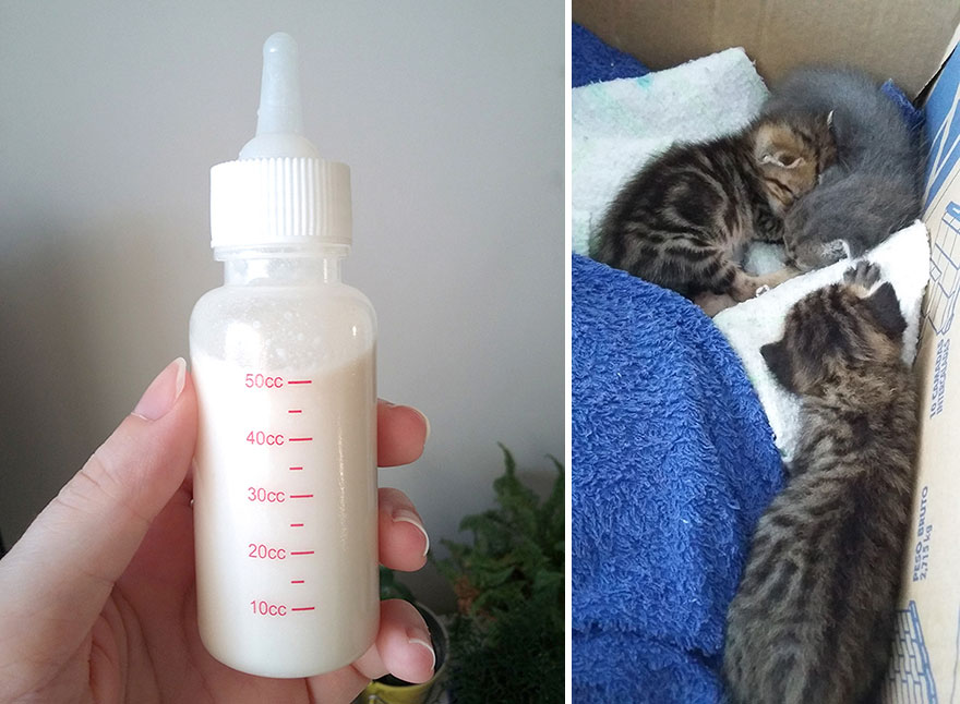 We Rescued 3 Abandoned Kittens And It Changed Our Lives
