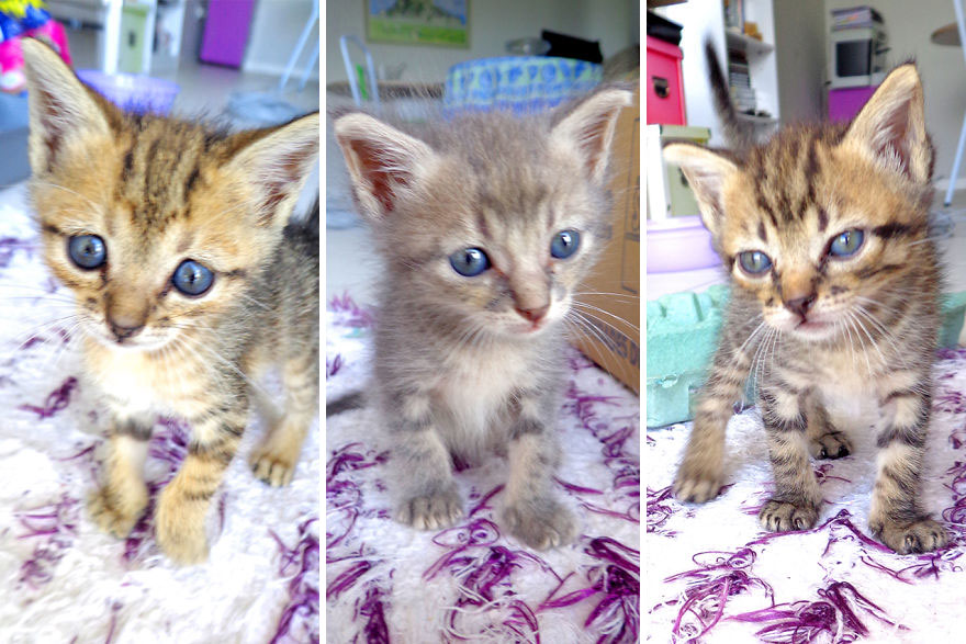 We Rescued 3 Abandoned Kittens And It Changed Our Lives We Rescued 3 Abandoned Kittens And It Changed Our Lives