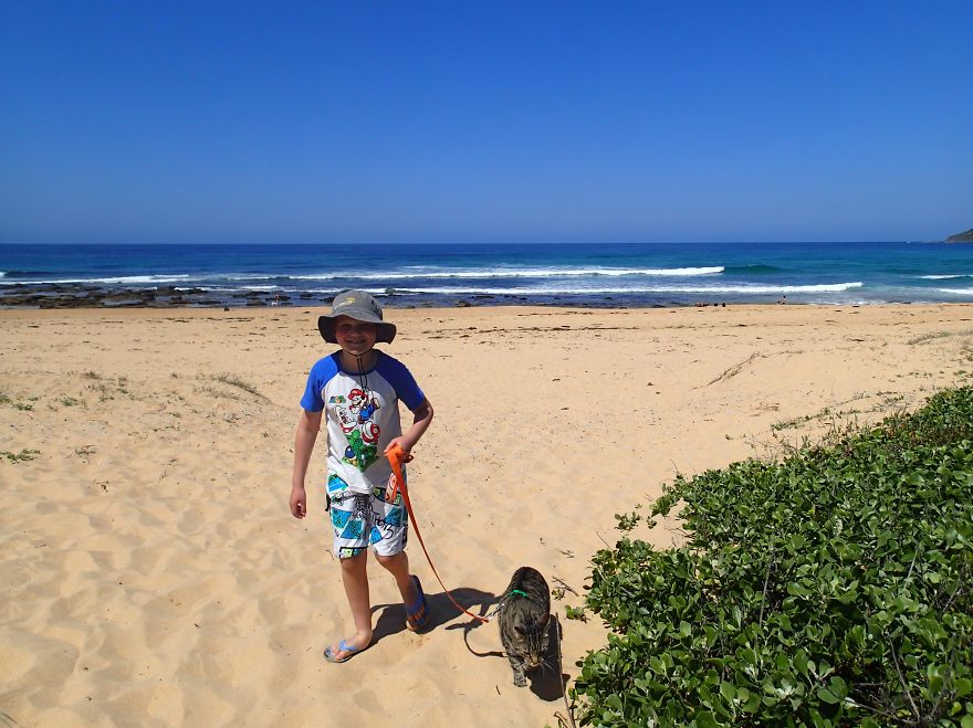 Our Cat Yoshi Loves To Adventure With His Family Our Cat Yoshi Loves To Adventure With His Family