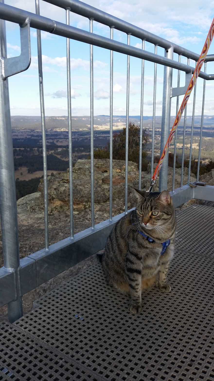 Our Cat Yoshi Loves To Adventure With His Family