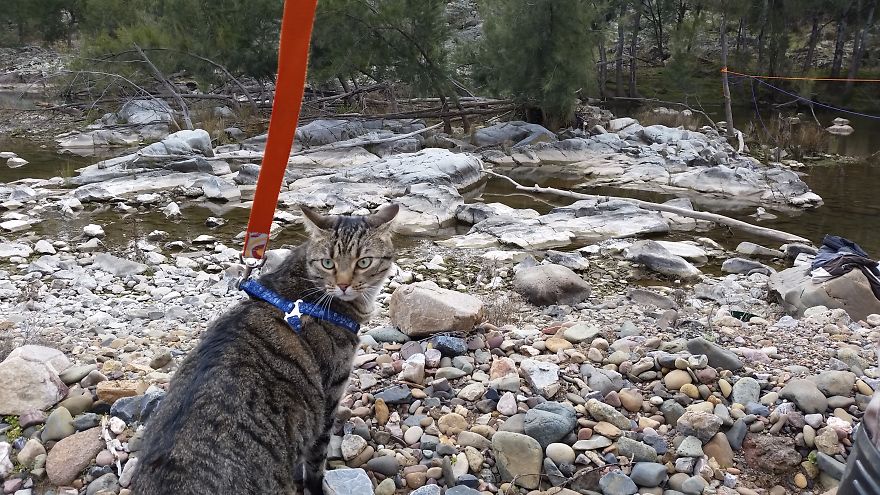 Our Cat Yoshi Loves To Adventure With His Family Our Cat Yoshi Loves To Adventure With His Family