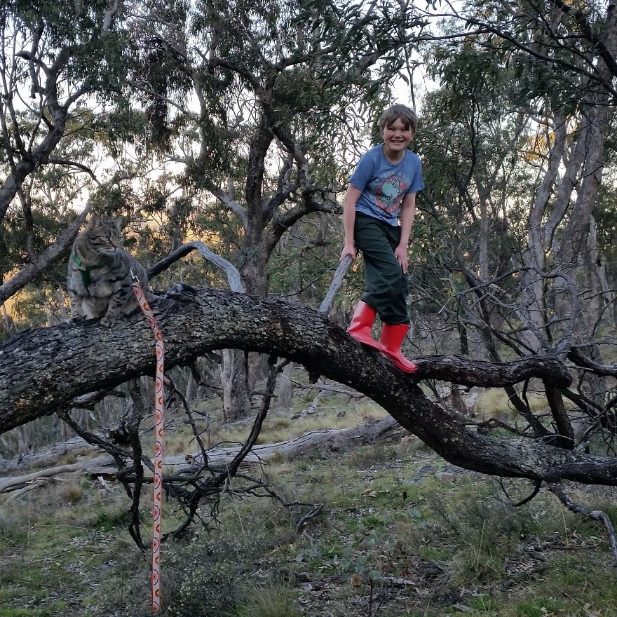Our Cat Yoshi Loves To Adventure With His Family
