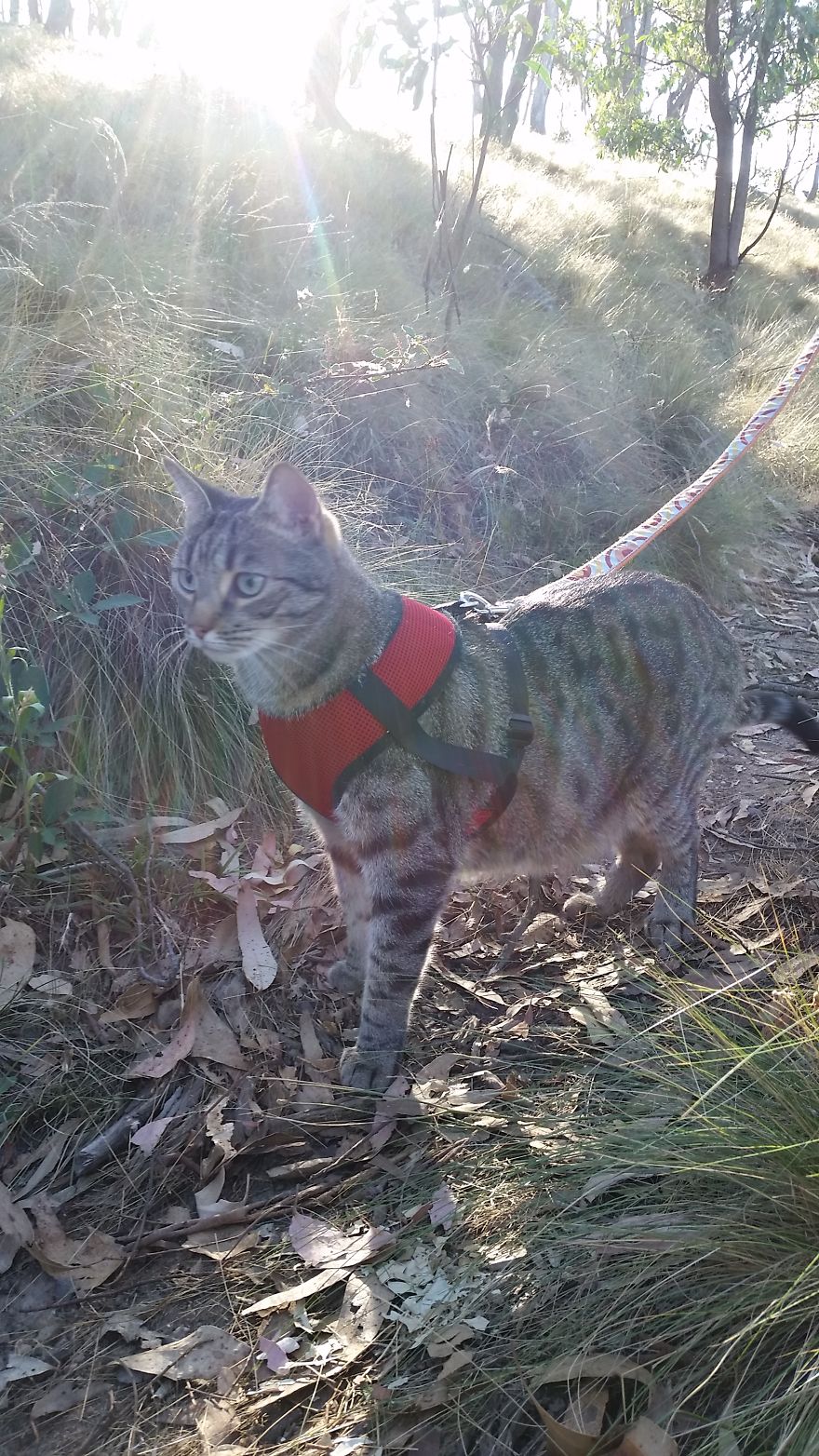 Our Cat Yoshi Loves To Adventure With His Family