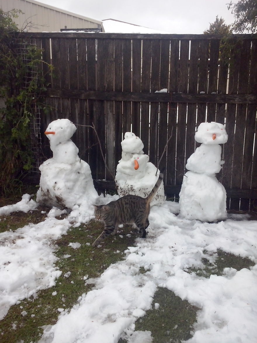 Our Cat Yoshi Loves To Adventure With His Family
