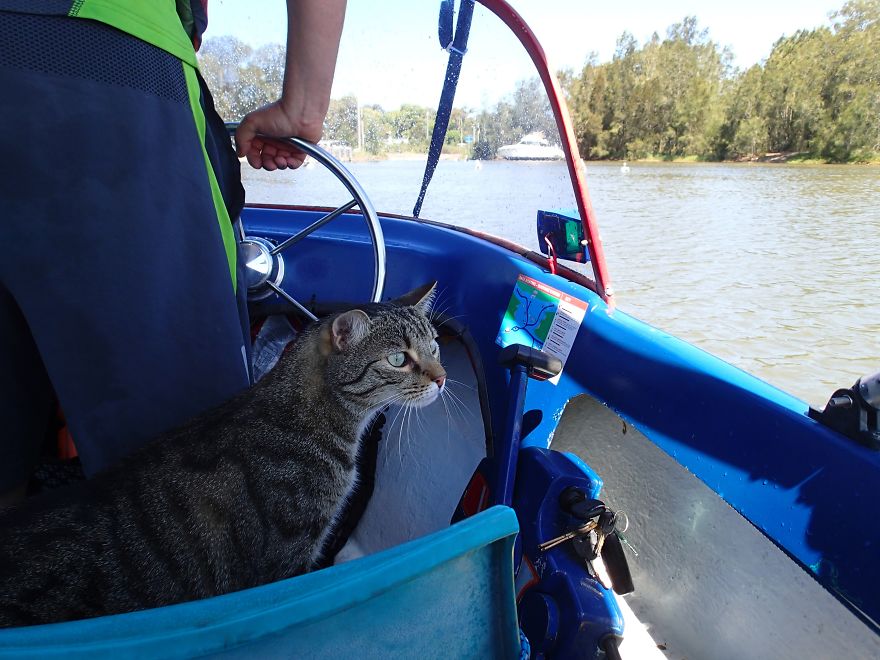 Our Cat Yoshi Loves To Adventure With His Family Our Cat Yoshi Loves To Adventure With His Family