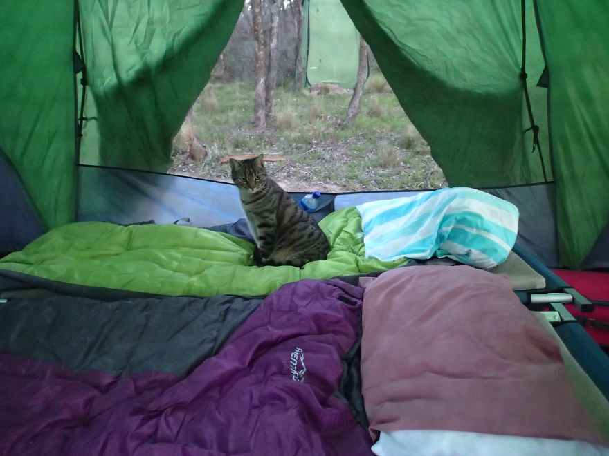 Our Cat Yoshi Loves To Adventure With His Family