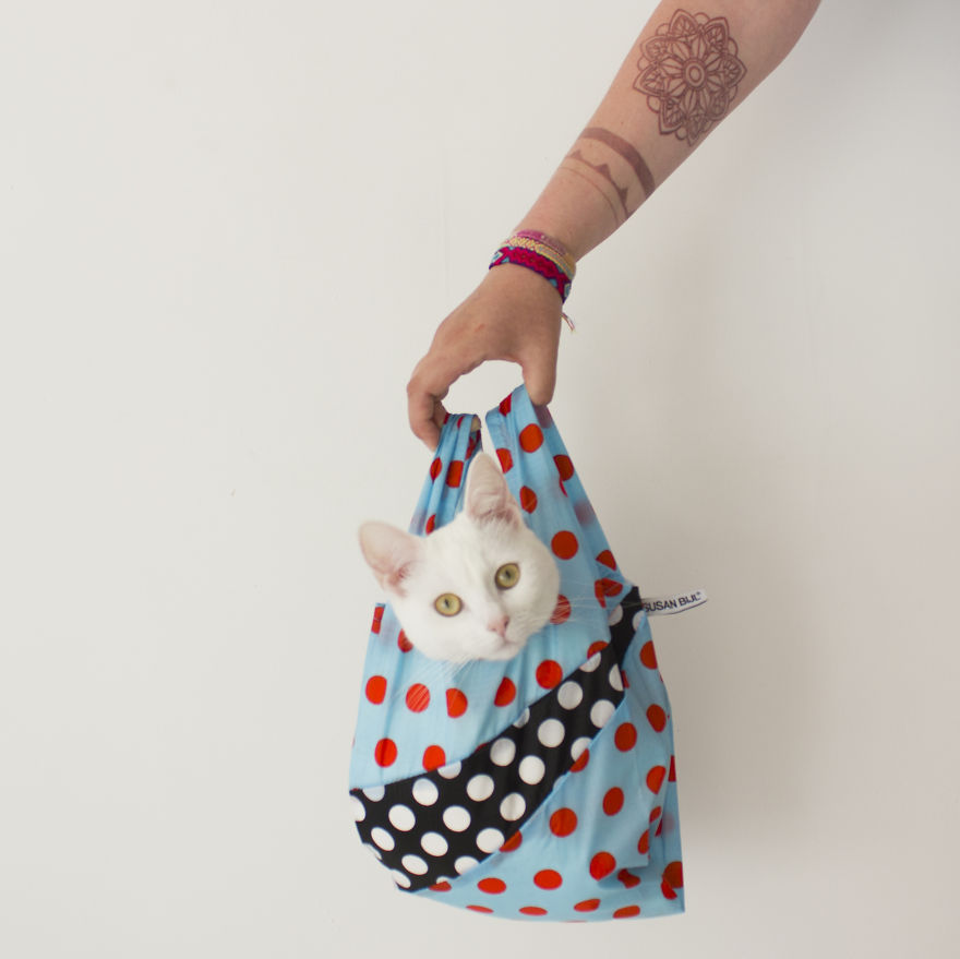 When My Human Buys Me A Fashion Bag And I Can Relax In Style! #susanbijl