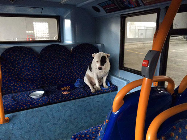 abandoned-dog-bus-buster-staffordshire-bull-terrier-london-3 abandoned-dog-bus-buster-staffordshire-bull-terrier-london-3